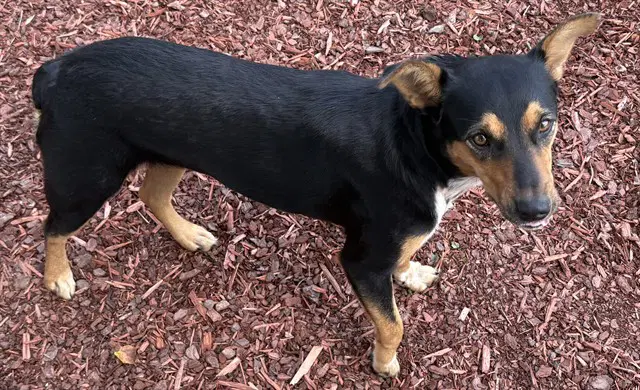 Maggie - Australian Kelpie