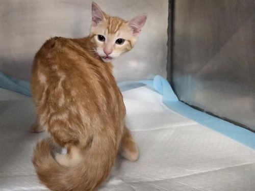 SAWYER, a cat for adoption from Bay County Animal Control