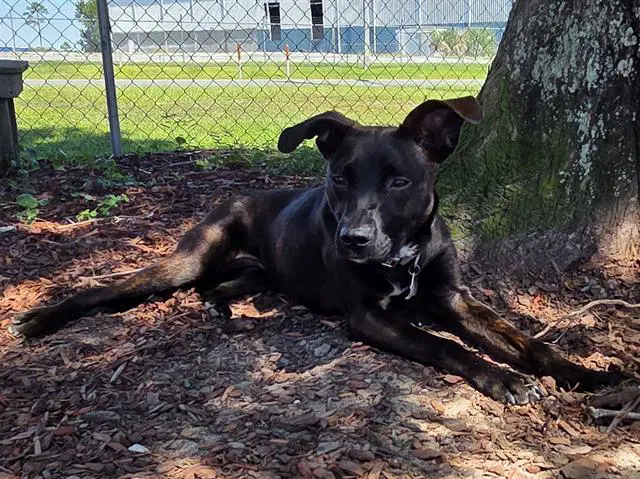 S'more - Labrador Retriever