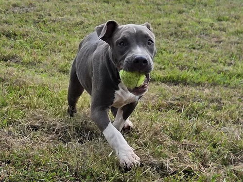 WILBUR, a dog for adoption from Bay County Animal Control