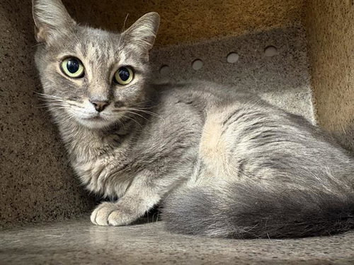 EVE, a cat for adoption from Bay County Animal Control