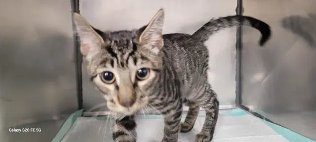 Mrgray - Domestic Short Hair