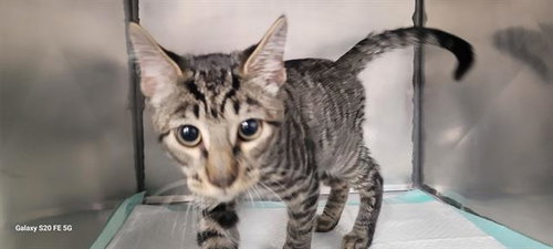 MR.GRAY, a cat for adoption from Bay County Animal Control
