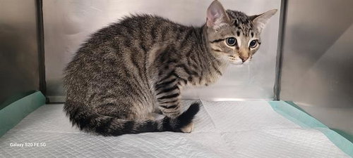 GRAYSON, a cat for adoption from Bay County Animal Control