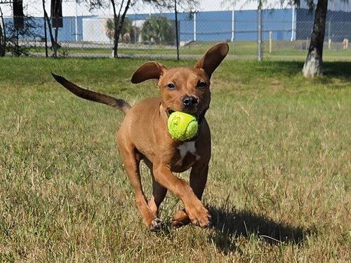 KRATOS, a dog for adoption from Bay County Animal Control