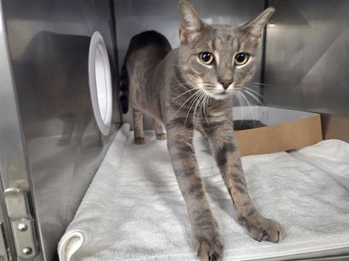 TRIPPER, a cat for adoption from Bay County Animal Control