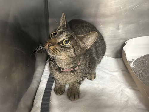 WINIFRED, a cat for adoption from Bay County Animal Control