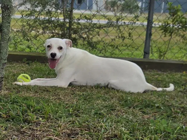 Morty - Terrier