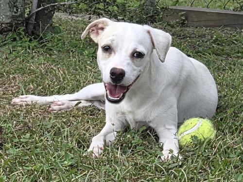 BRAM, a dog for adoption from Bay County Animal Control