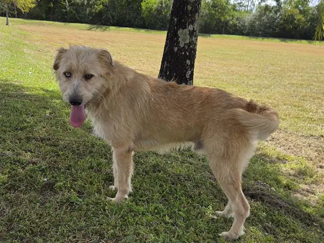 Guss - Terrier