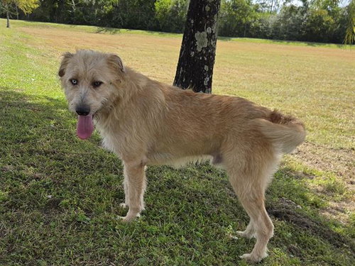 GUSS, a dog for adoption from Bay County Animal Control