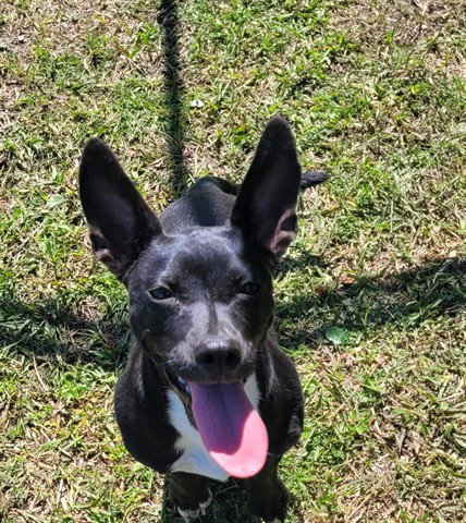 Salem, Terrier