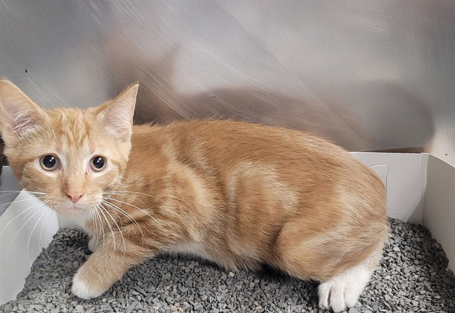 Ben, Domestic Short Hair
