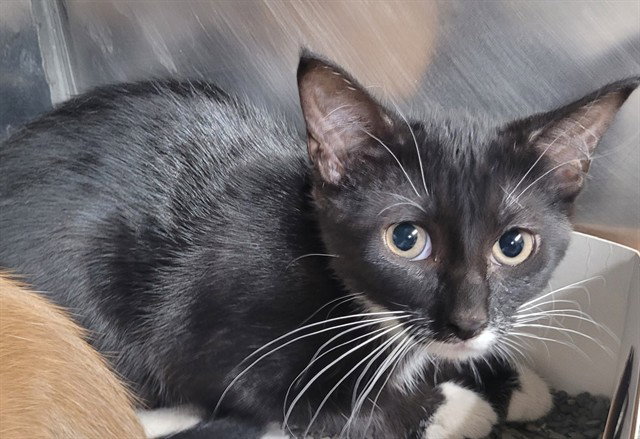 Sundae, Domestic Short Hair