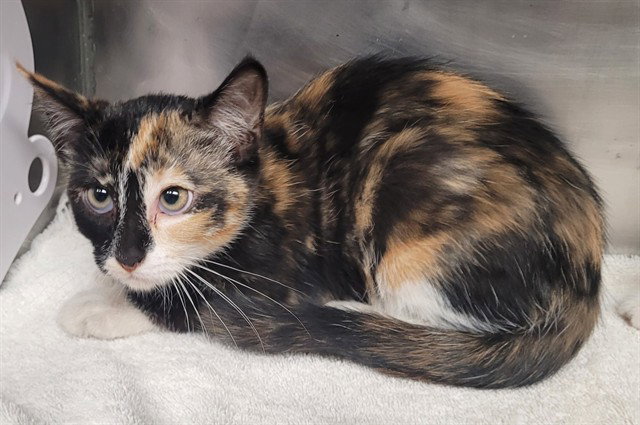Swirl, Domestic Short Hair
