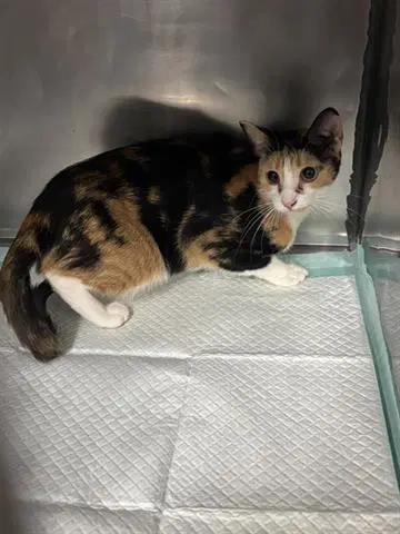 Patches - Domestic Short Hair