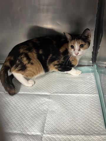 PATCHES, a cat for adoption from Bay County Animal Control