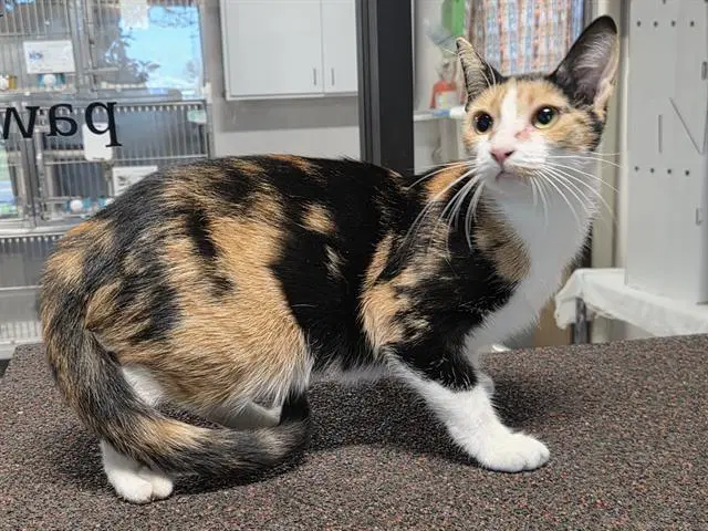 Patches - Domestic Short Hair