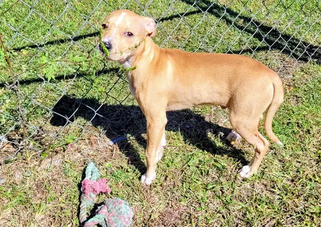 Mozart - Pit Bull Terrier