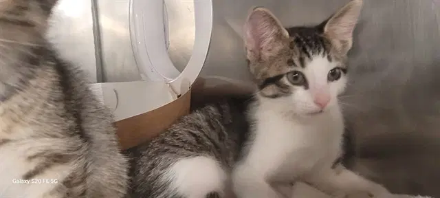 Slayer - Domestic Short Hair