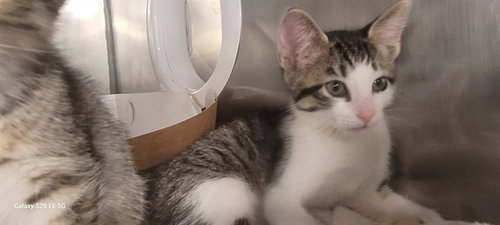SLAYER, a cat for adoption from Bay County Animal Control
