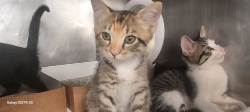 SALLY, a cat for adoption from Bay County Animal Control