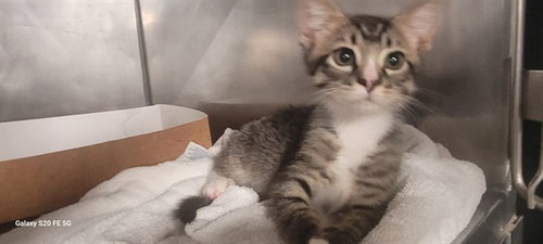 LAKE, a cat for adoption from Bay County Animal Control