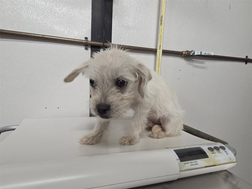 BILLY, a dog for adoption from Bay County Animal Control