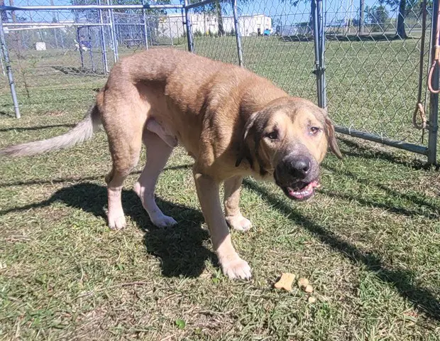 Clay - Black Mouth Cur