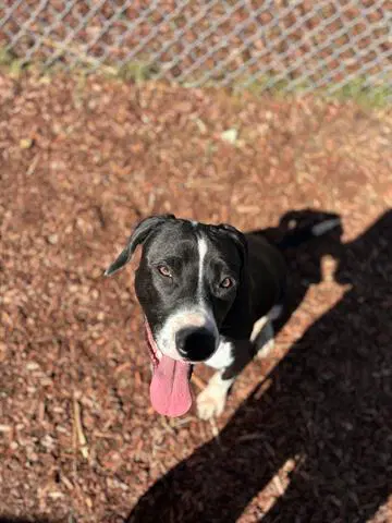 Roy - Hound