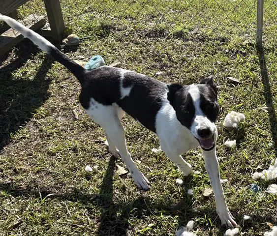Bella image 1