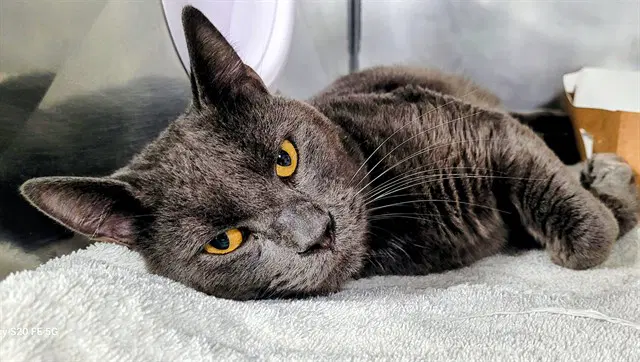 Wallace - Domestic Short Hair