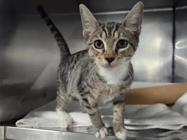 Honey - Domestic Short Hair