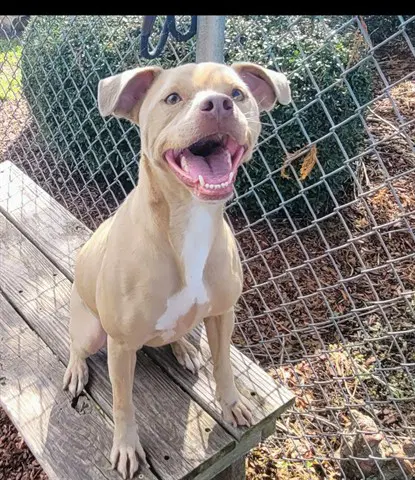 Adam - American Pit Bull Terrier