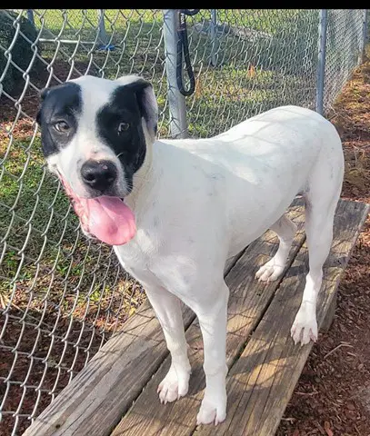 Princess - Pit Bull Terrier