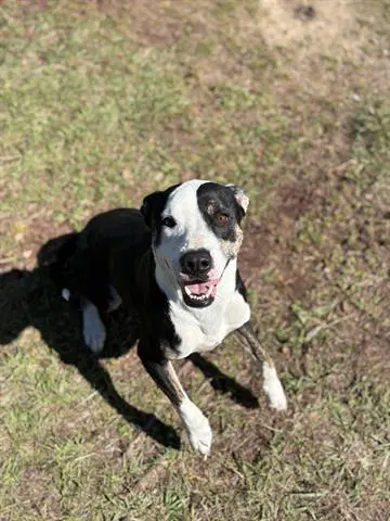 Patches - Labrador Retriever