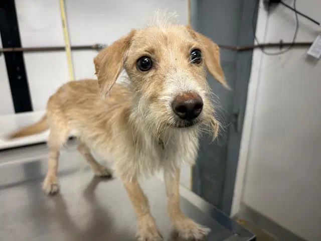 Benny - Terrier