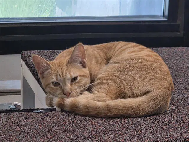 Lemon Drop - Domestic Short Hair