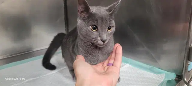Anna - Domestic Short Hair