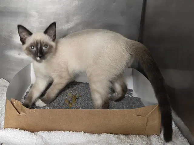 Havoc - Siamese