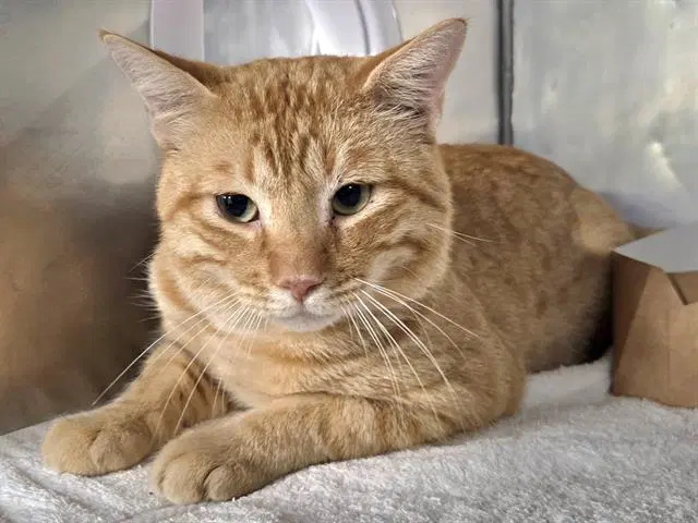 Blaze - Domestic Short Hair