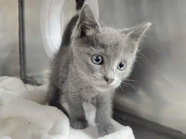 Devon - Domestic Short Hair