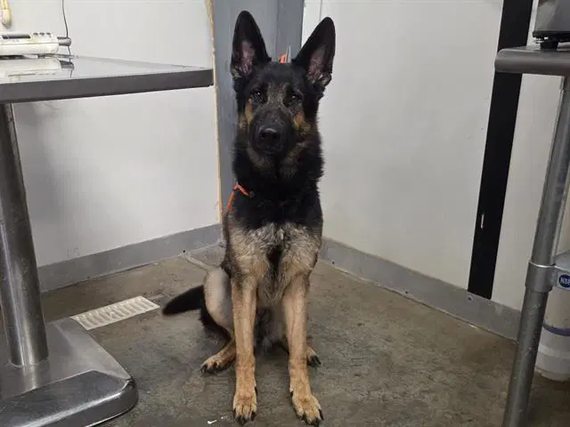 Otto - German Shepherd Dog