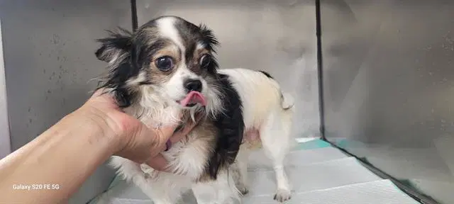 Gracie - Chihuahua