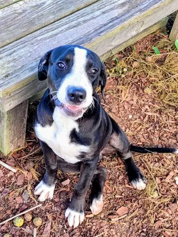 Walter - Pit Bull Terrier