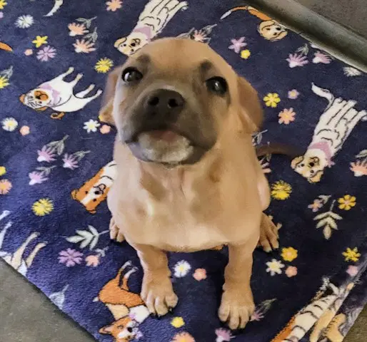 Cherry - American Pit Bull Terrier