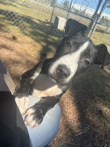 Willie Earl - Pit Bull Terrier