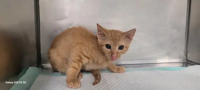 Kirk - Domestic Short Hair