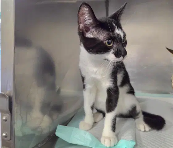 Athena - Domestic Short Hair