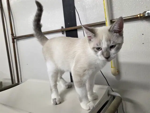 Odin - Domestic Short Hair